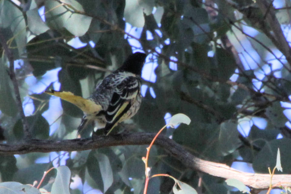 Regent Honeyeater (Anthochaera phrygia)